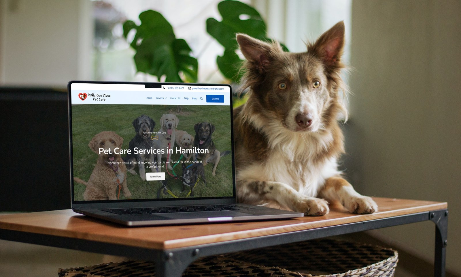 Pawsitive Vibes Pet Care